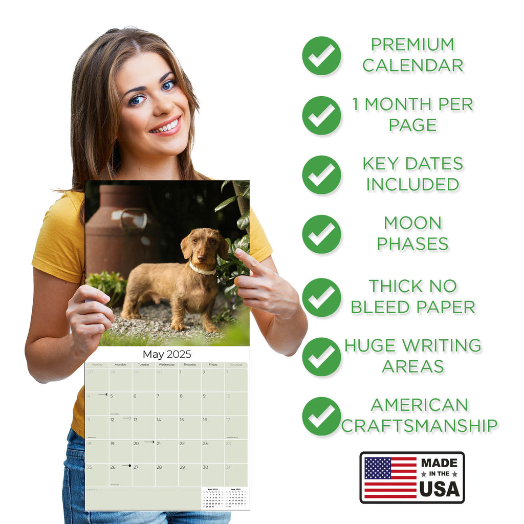 Dachshund (Wirehaired) Wall Calendar 2025