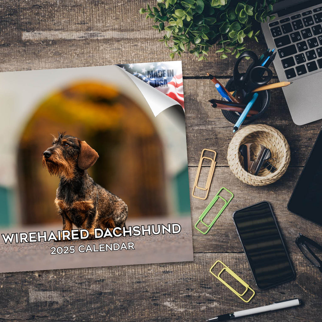 Dachshund (Wirehaired) Wall Calendar 2025
