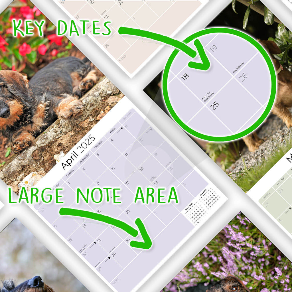 Dachshund (Wirehaired) Wall Calendar 2025