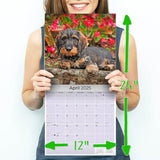 Dachshund (Wirehaired) Wall Calendar 2025