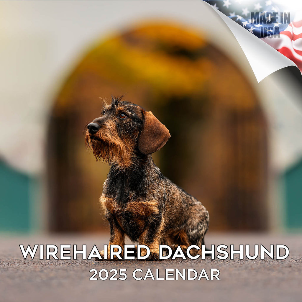 Dachshund (Wirehaired) Wall Calendar 2025