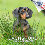 Dachshund Wall Calendar 2025