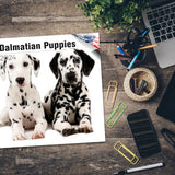 Dalmatian Puppies Wall Calendar 2024