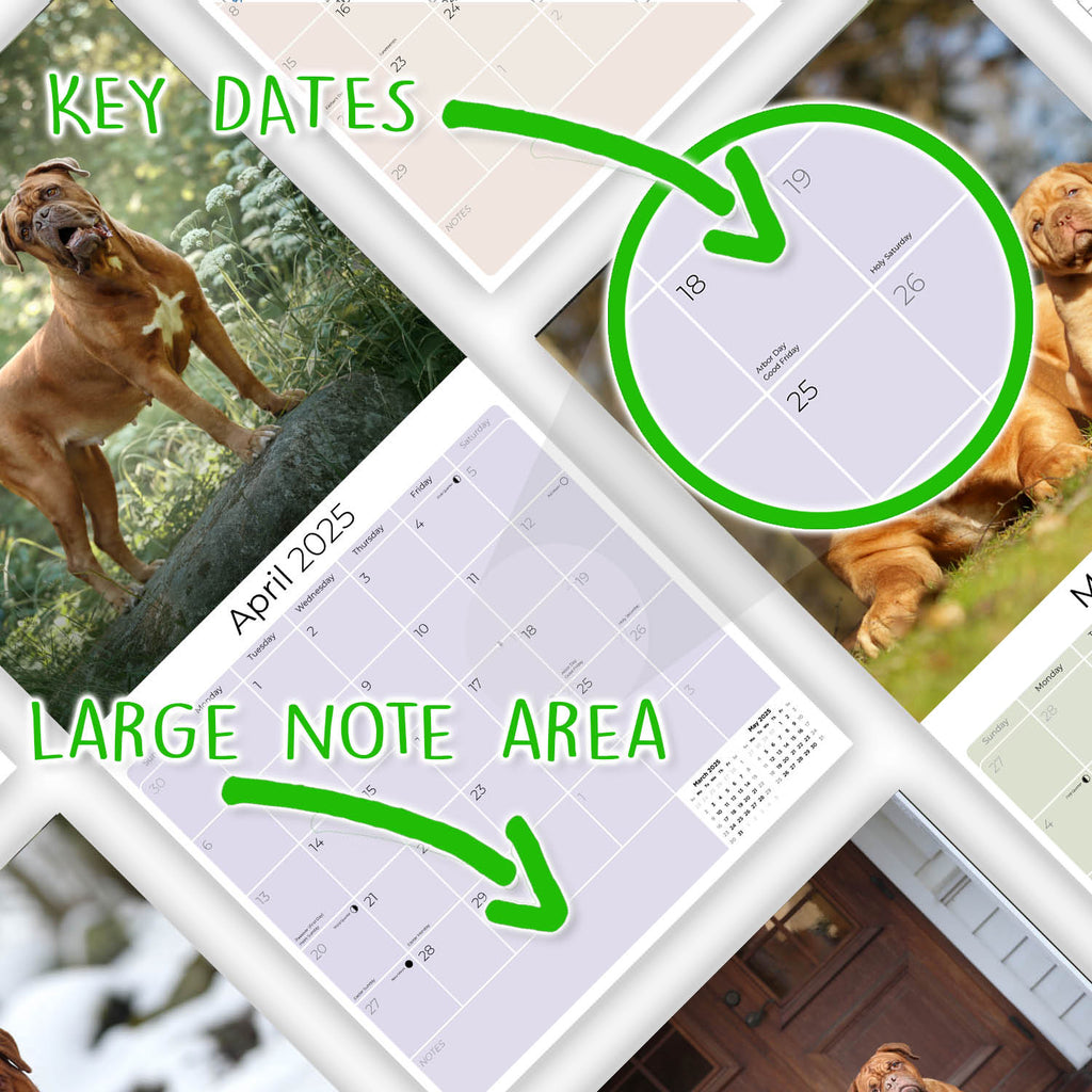 Dogue de Bordeaux Wall Calendar 2025