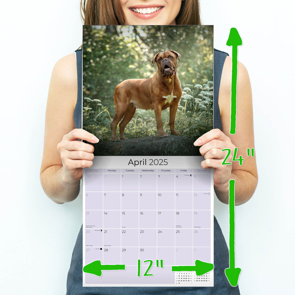 Dogue de Bordeaux Wall Calendar 2025