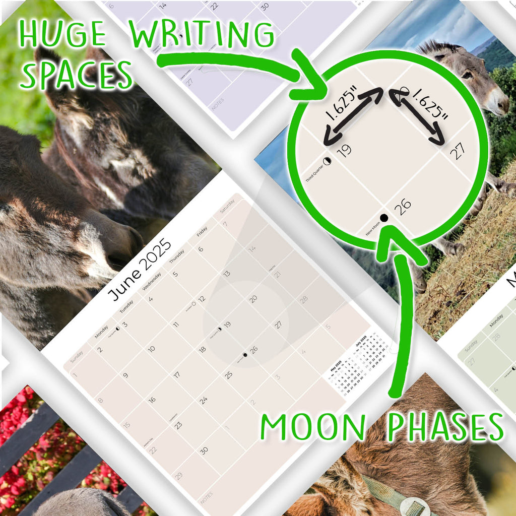 Donkeys Wall Calendar 2025