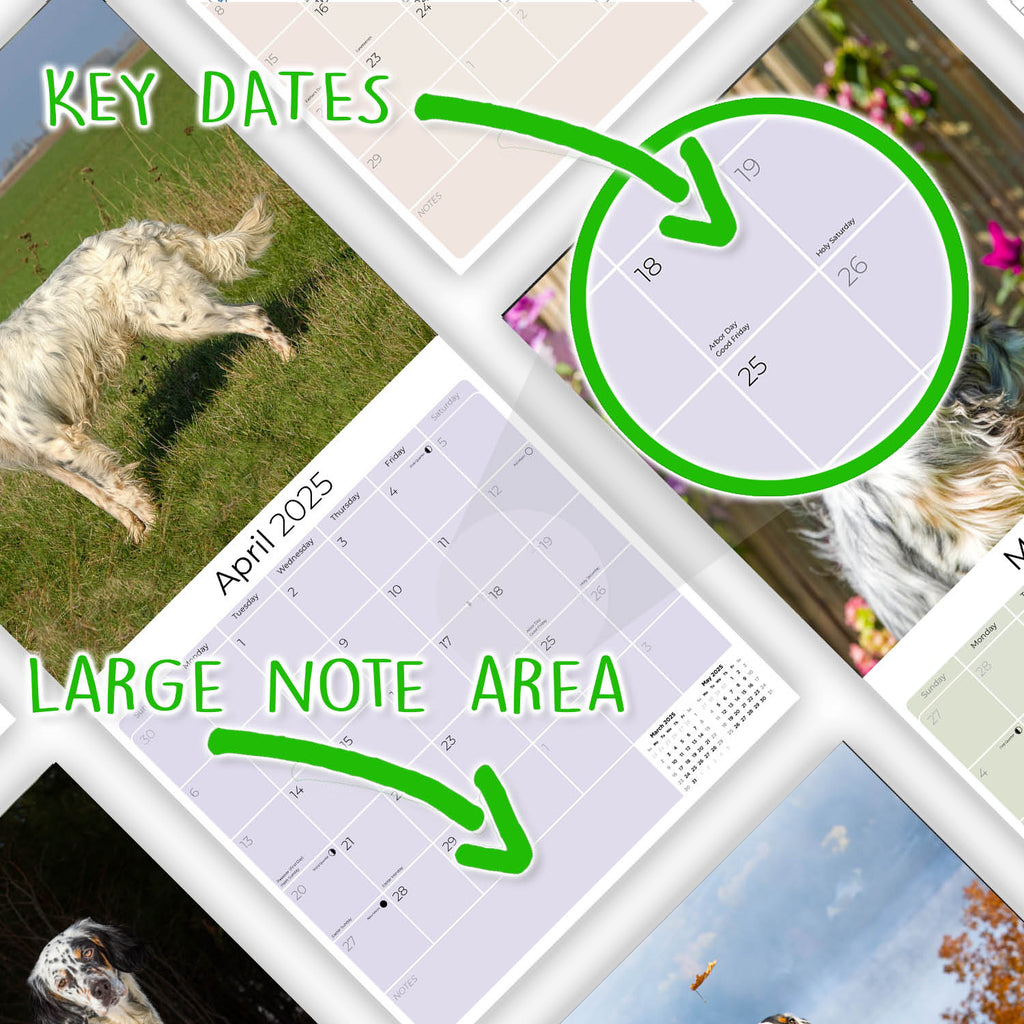 English Setter Wall Calendar 2025