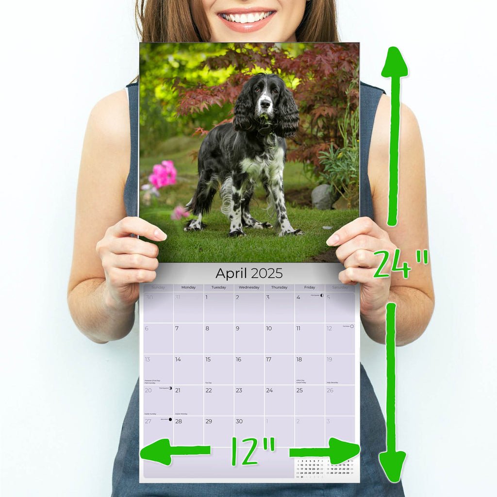 English Springer Spaniel (Euro) Wall Calendar 2025