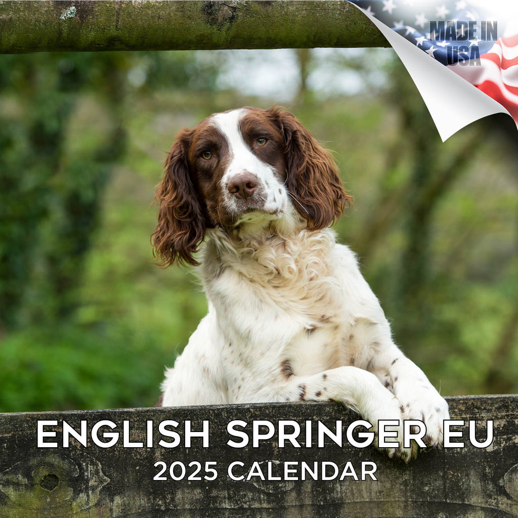 English Springer Spaniel (Euro) Wall Calendar 2025