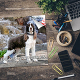 English Springer Spaniel (US) Wall Calendar 2025