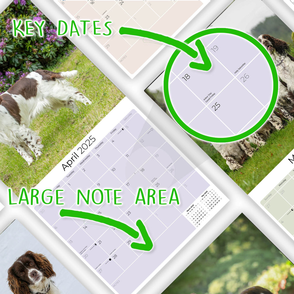 English Springer Spaniel (US) Wall Calendar 2025