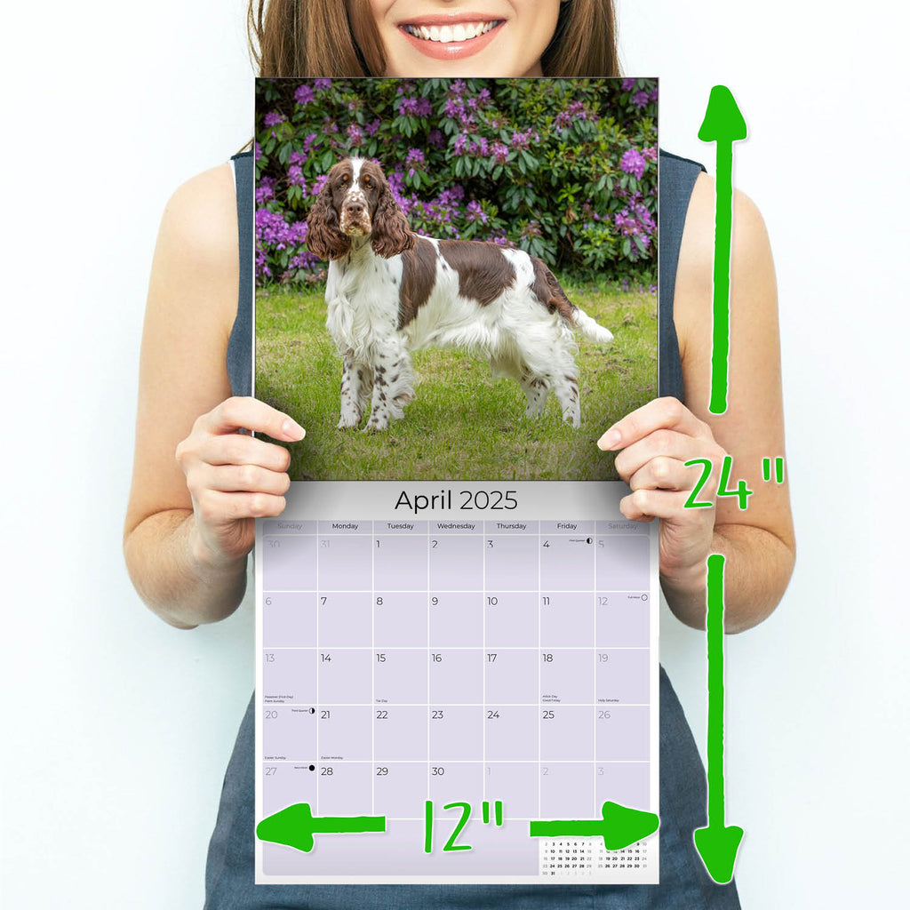 English Springer Spaniel (US) Wall Calendar 2025
