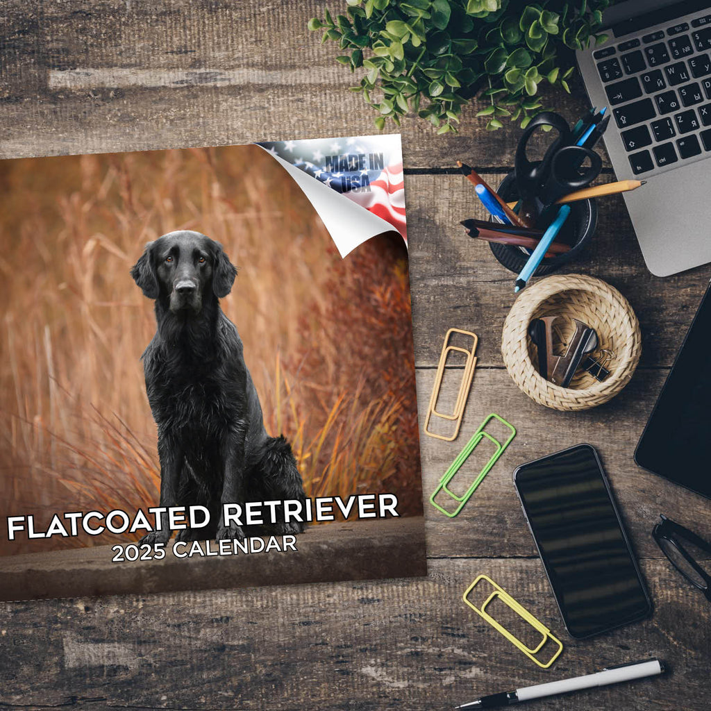 Flatcoated Retriever Wall Calendar 2025