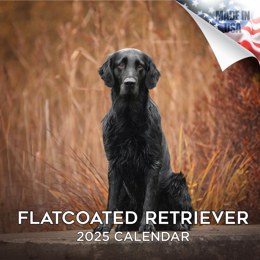 Flatcoated Retriever Wall Calendar 2025