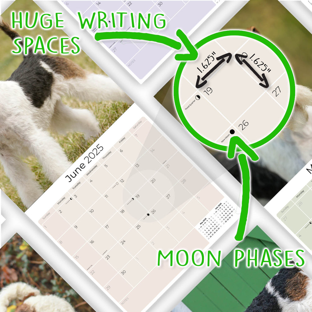 Fox Terrier (Wirehaired) Wall Calendar 2025