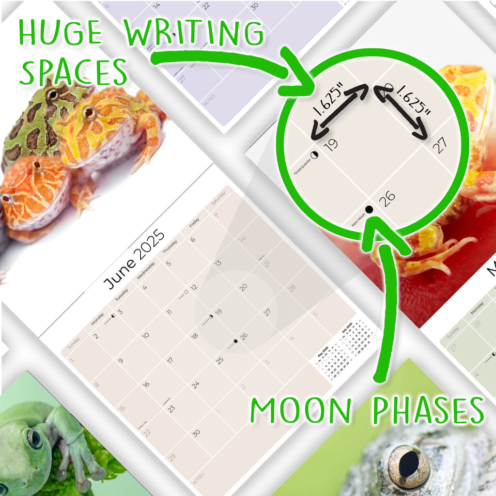 Frogs Calendar 2025