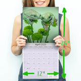 Frogs Calendar 2025