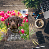 German Shorthaired Pointer Wall Calendar 2025