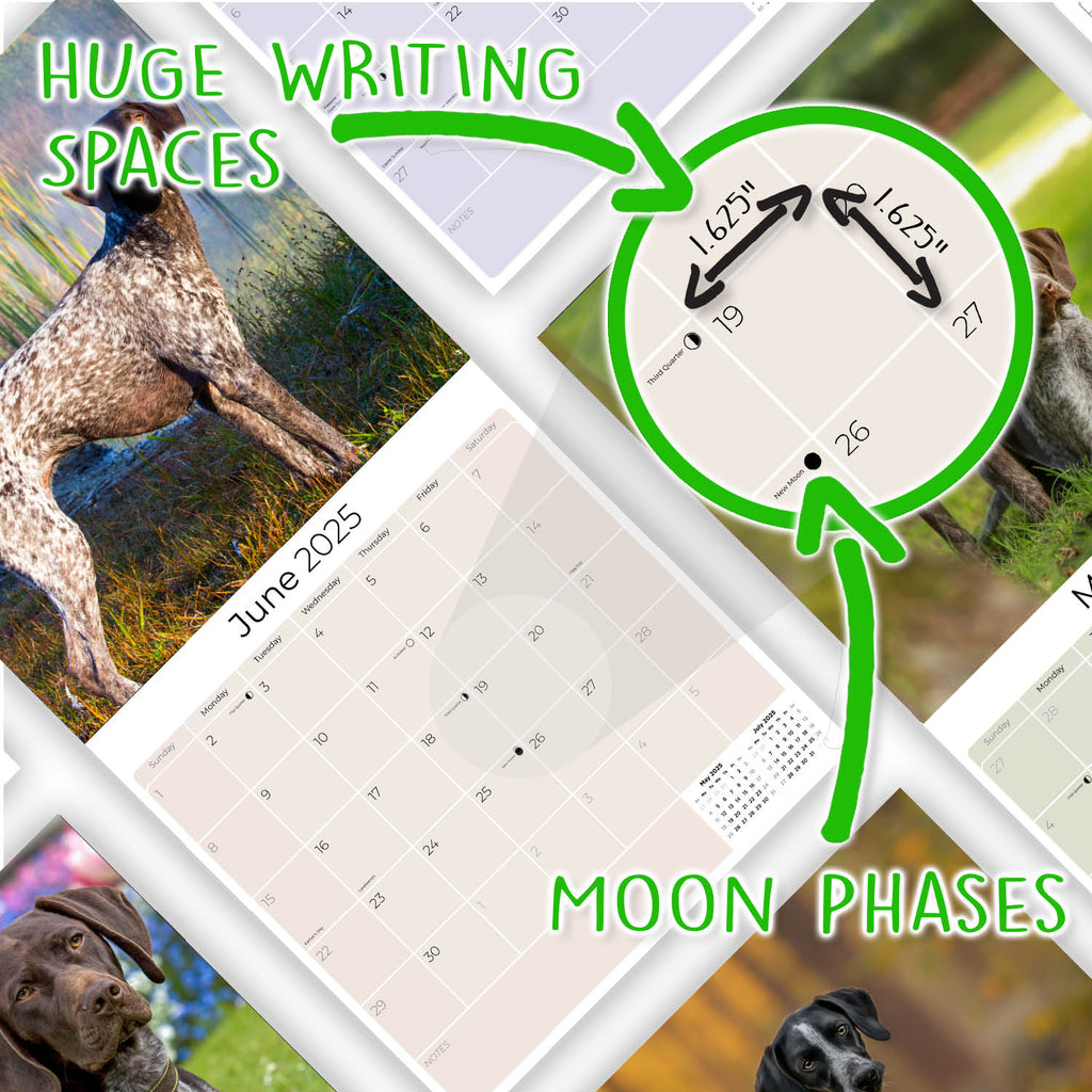 German Shorthaired Pointer Wall Calendar 2025