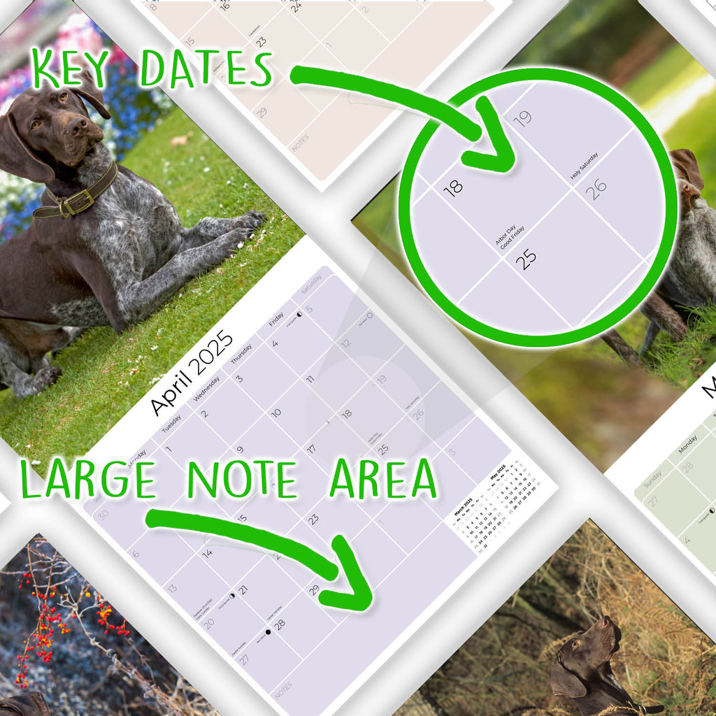 German Shorthaired Pointer Wall Calendar 2025