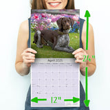 German Shorthaired Pointer Wall Calendar 2025