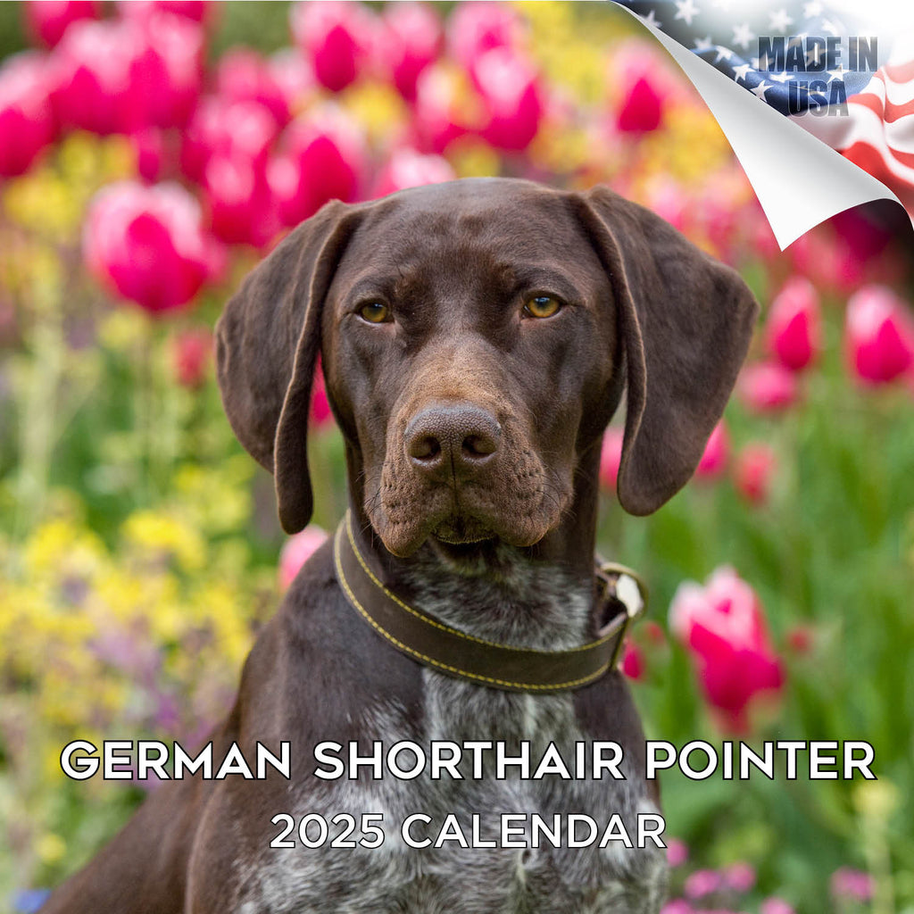German Shorthaired Pointer Wall Calendar 2025