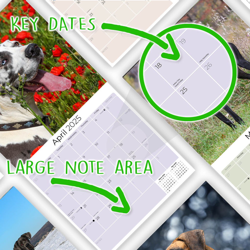 Great Dane Wall Calendar 2025