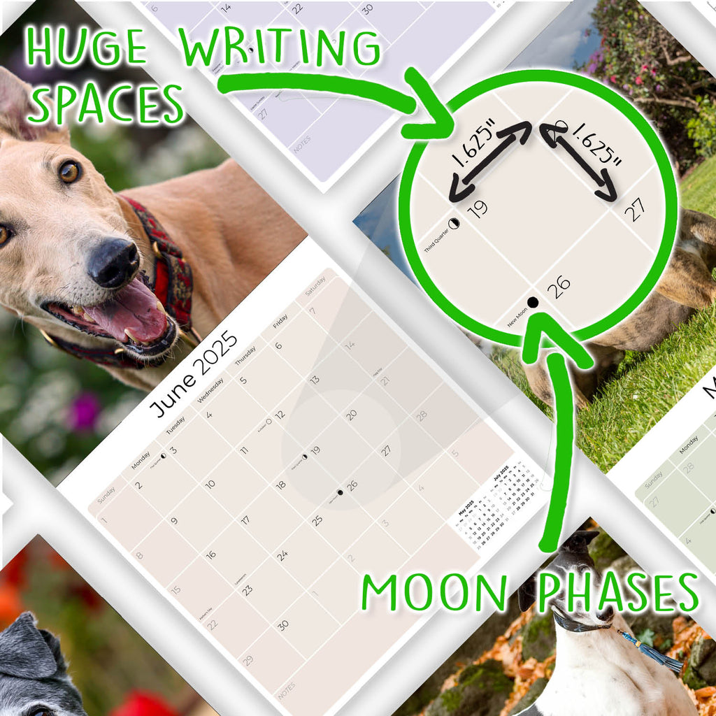 Greyhound Wall Calendar 2025