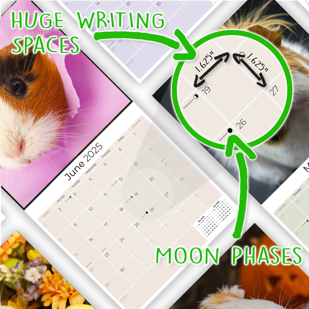 Guinea Pigs Wall Calendar 2025