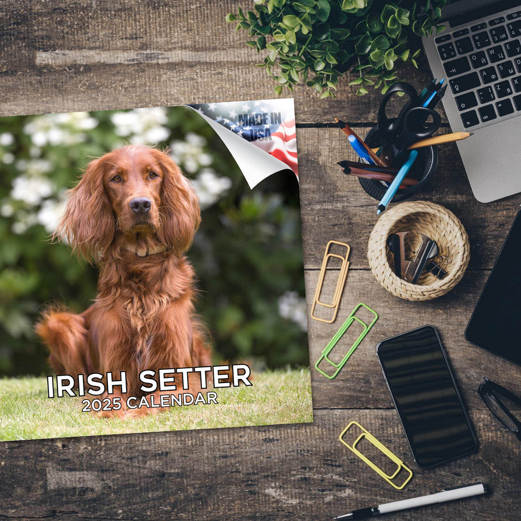 Irish Setter Wall Calendar 2025