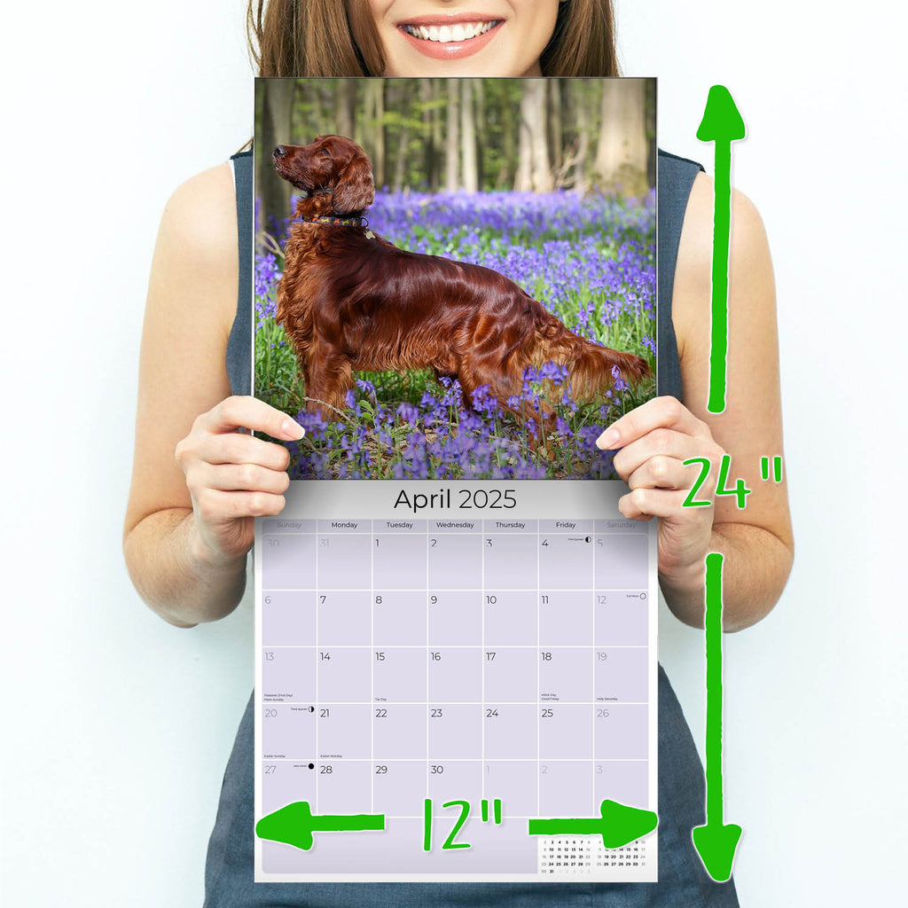 Irish Setter Wall Calendar 2025