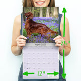 Irish Setter Wall Calendar 2025
