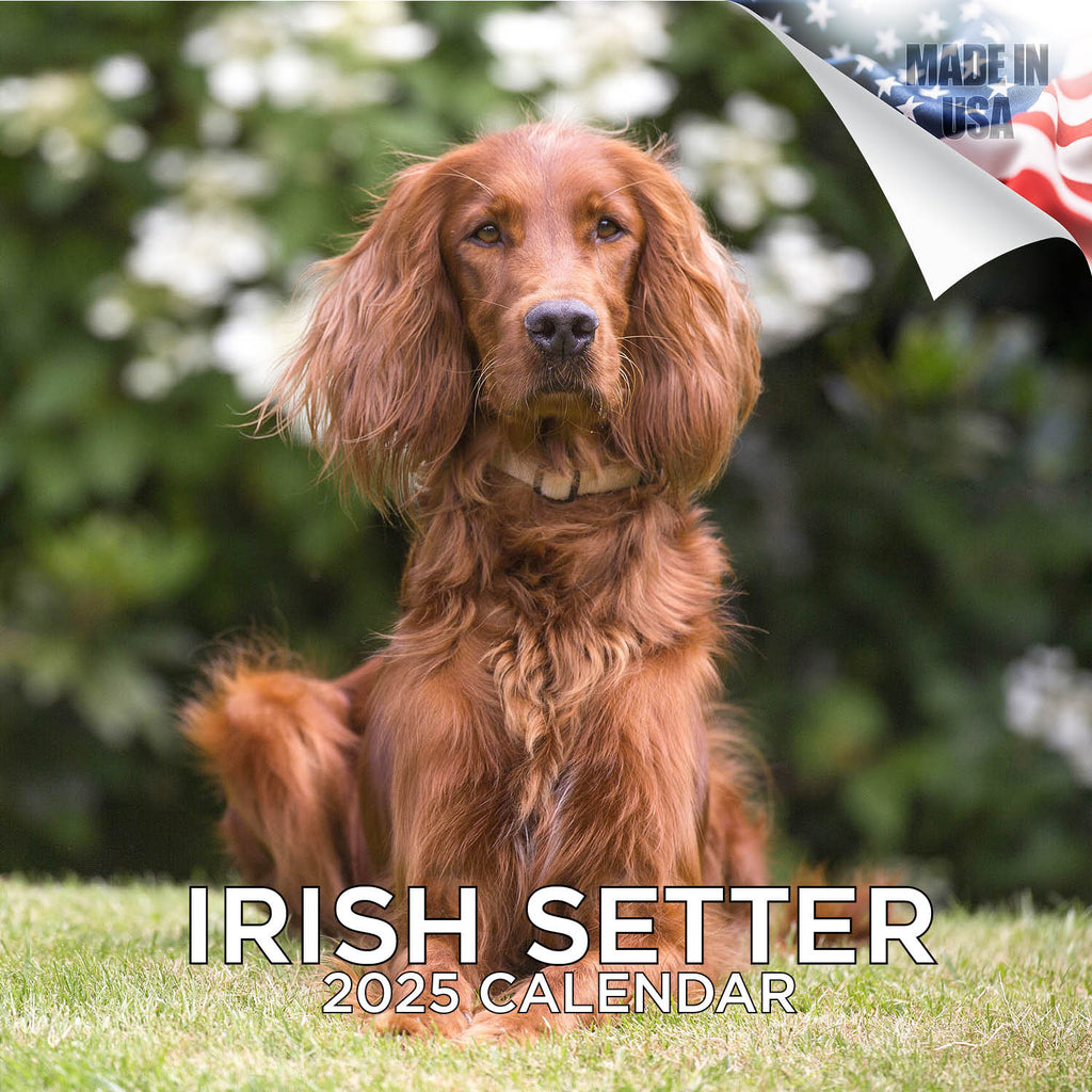 Irish Setter Wall Calendar 2025