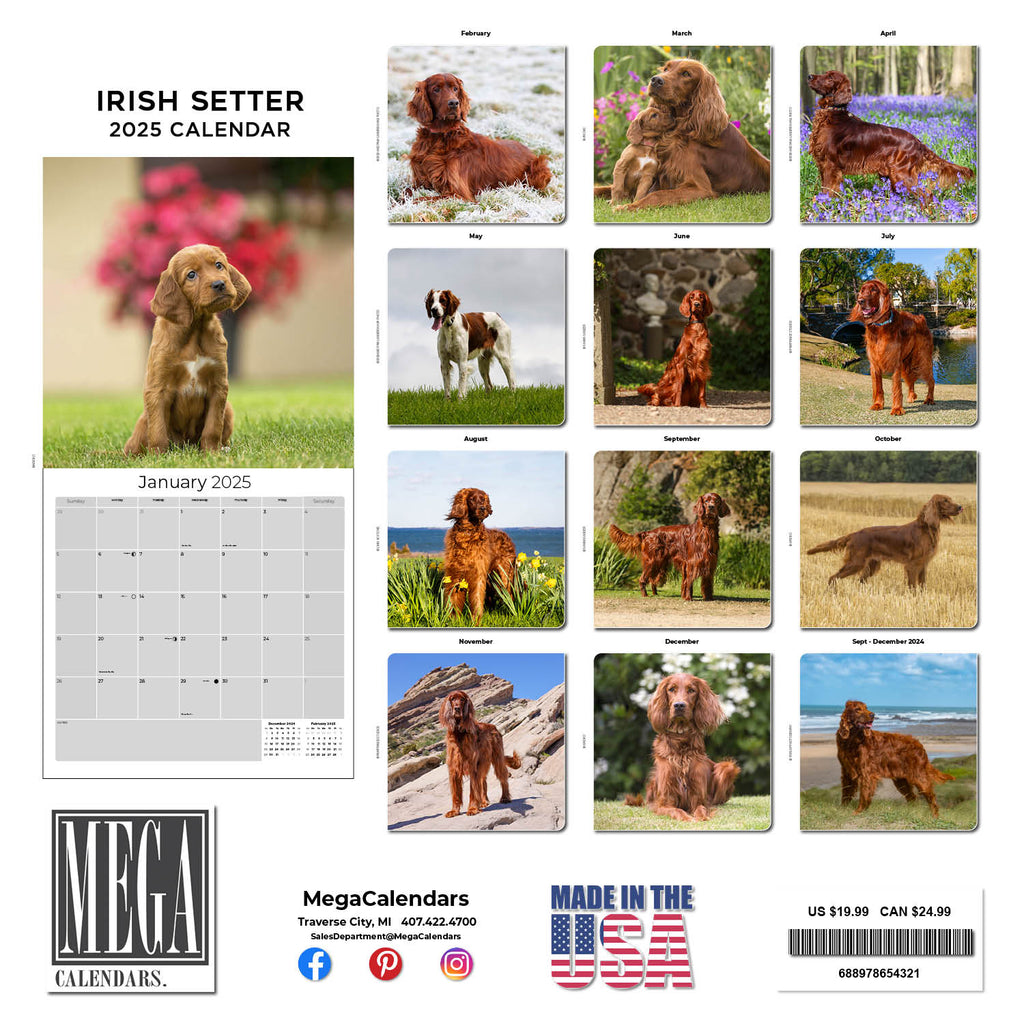 Irish Setter Wall Calendar 2025