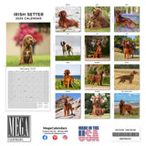 Irish Setter Wall Calendar 2025