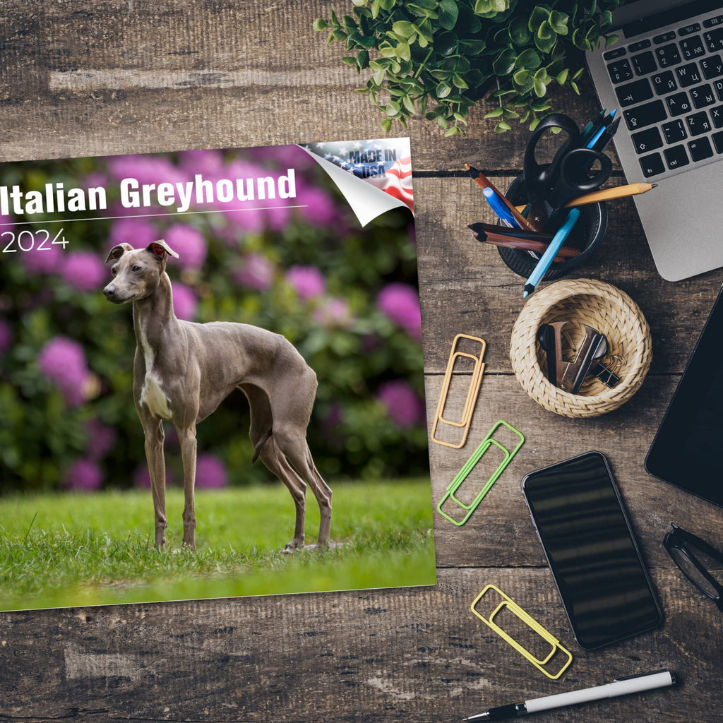 Italian Greyhound Wall Calendar 2024