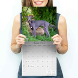 Italian Greyhound Wall Calendar 2024