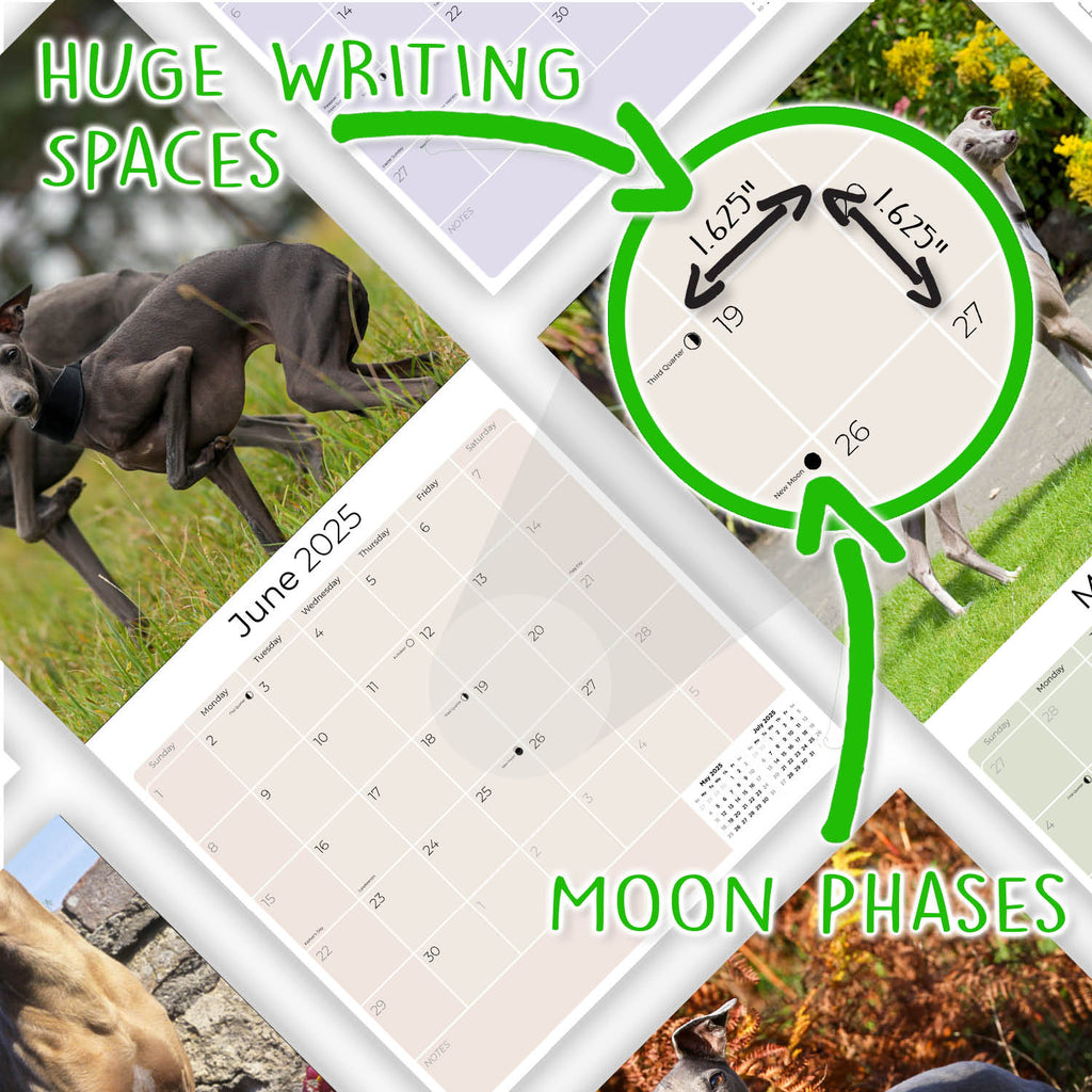 Italian Greyhound Wall Calendar 2025