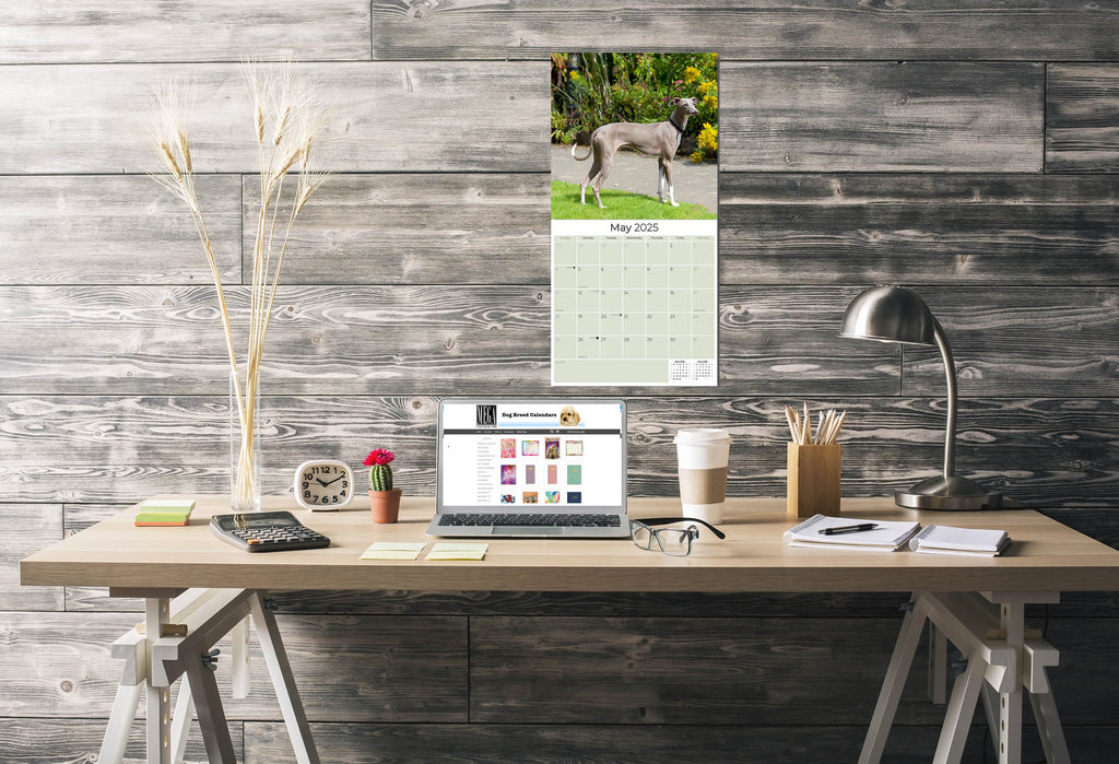 Italian Greyhound Wall Calendar 2025
