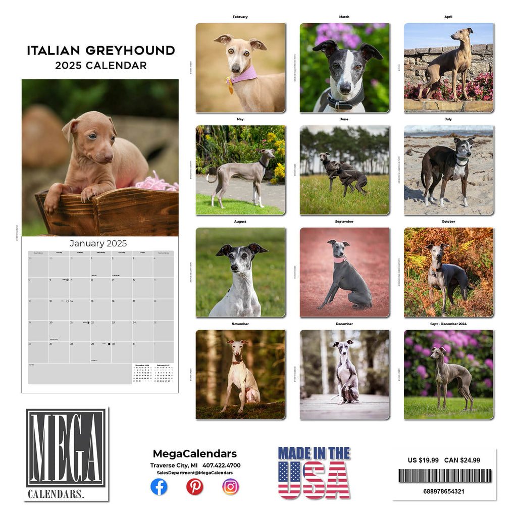 Italian Greyhound Wall Calendar 2025
