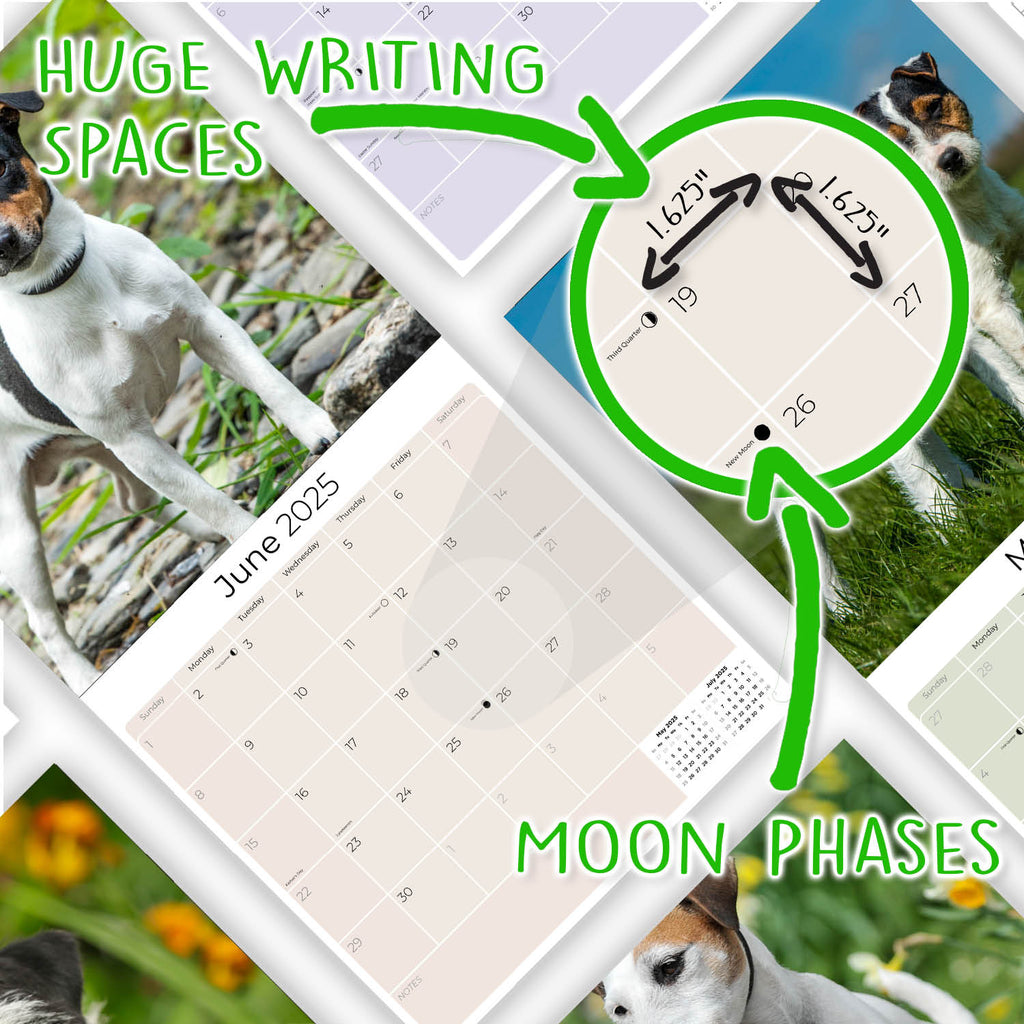 Jack Russell Wall Calendar 2025