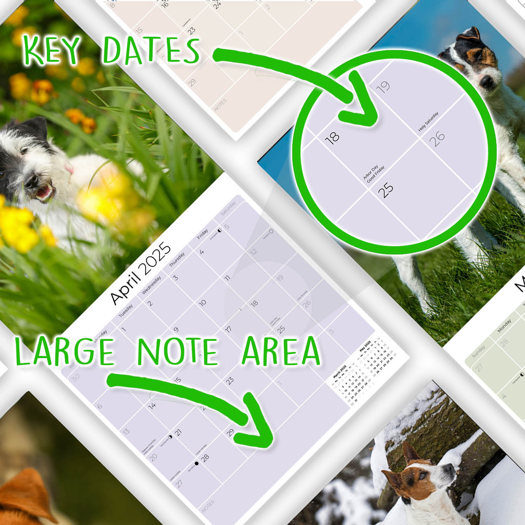 Jack Russell Wall Calendar 2025