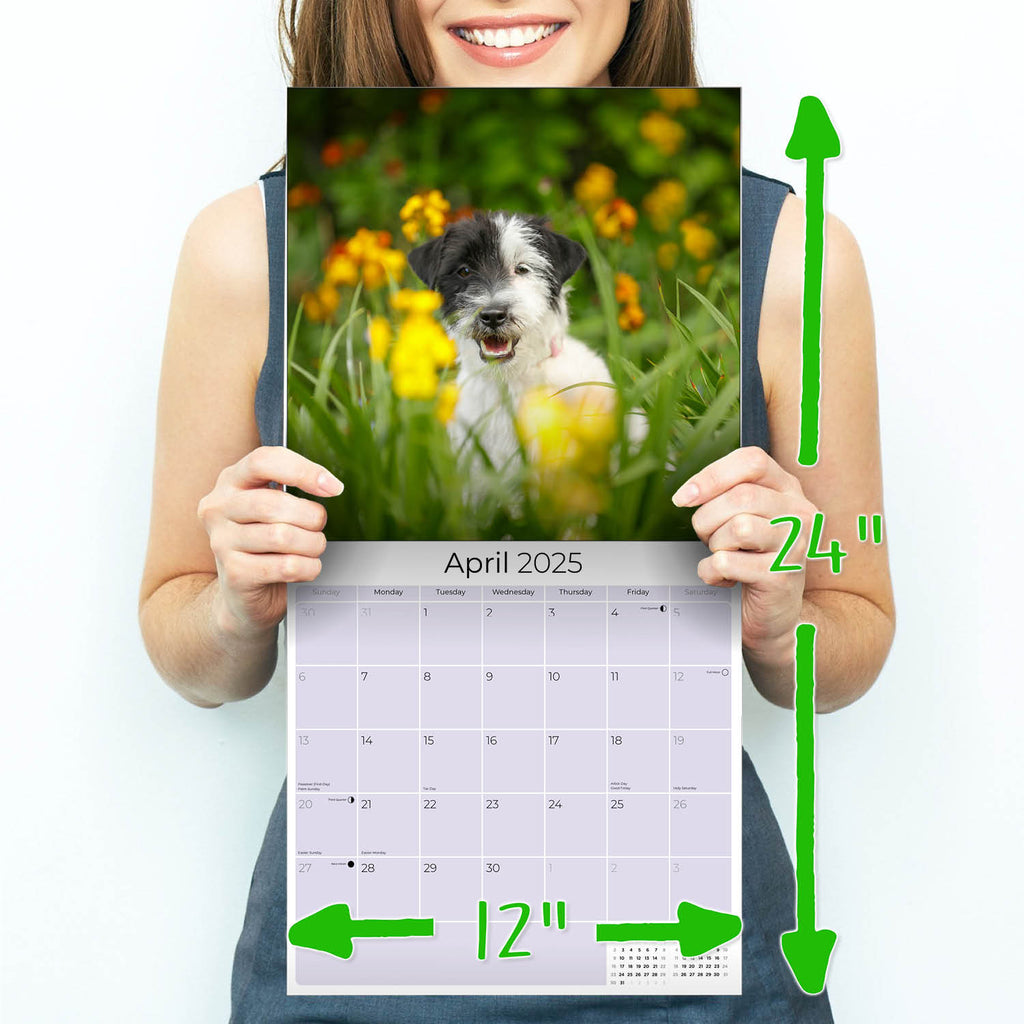 Jack Russell Wall Calendar 2025