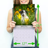 Jack Russell Wall Calendar 2025