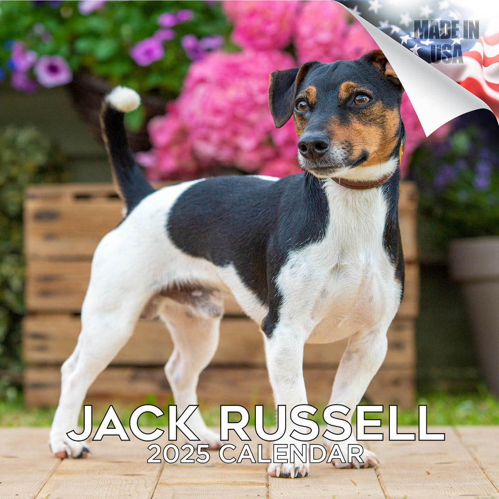 Jack Russell Wall Calendar 2025