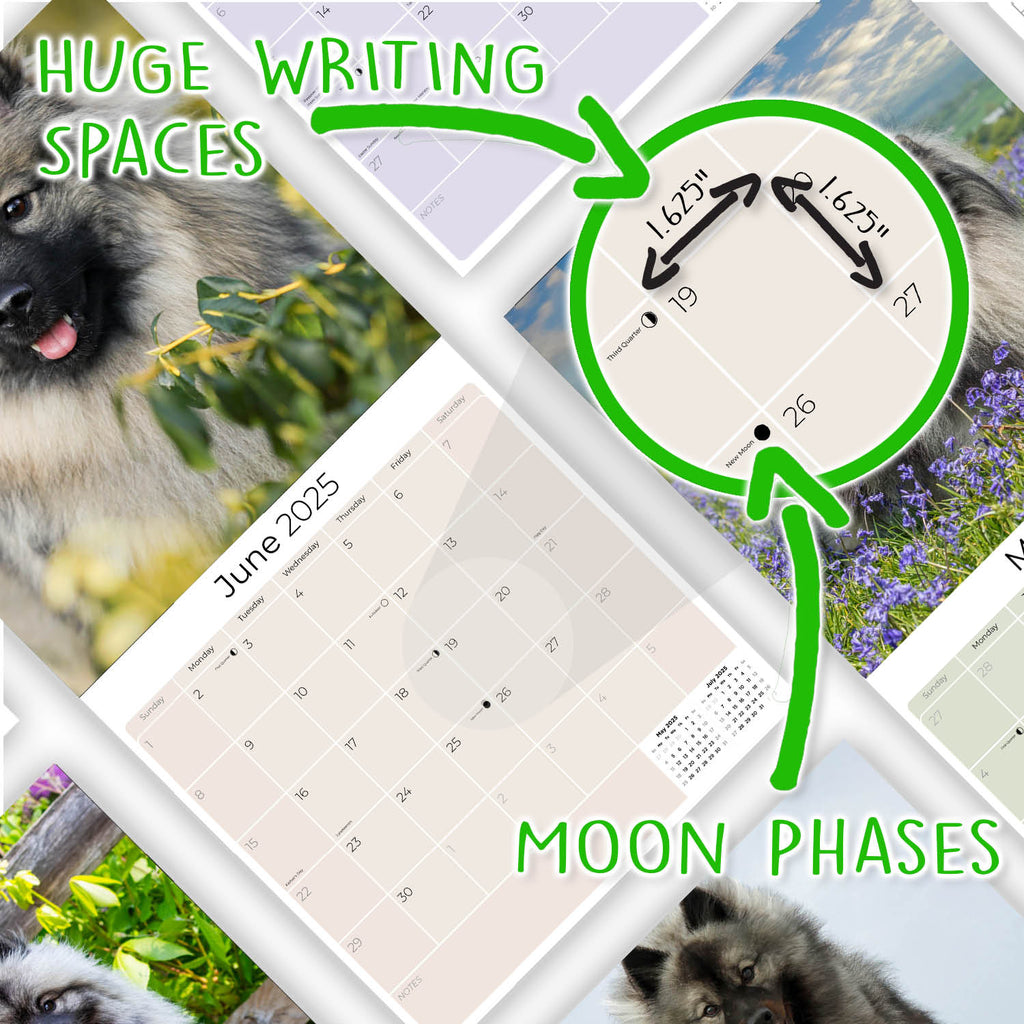 Keeshond Wall Calendar 2025