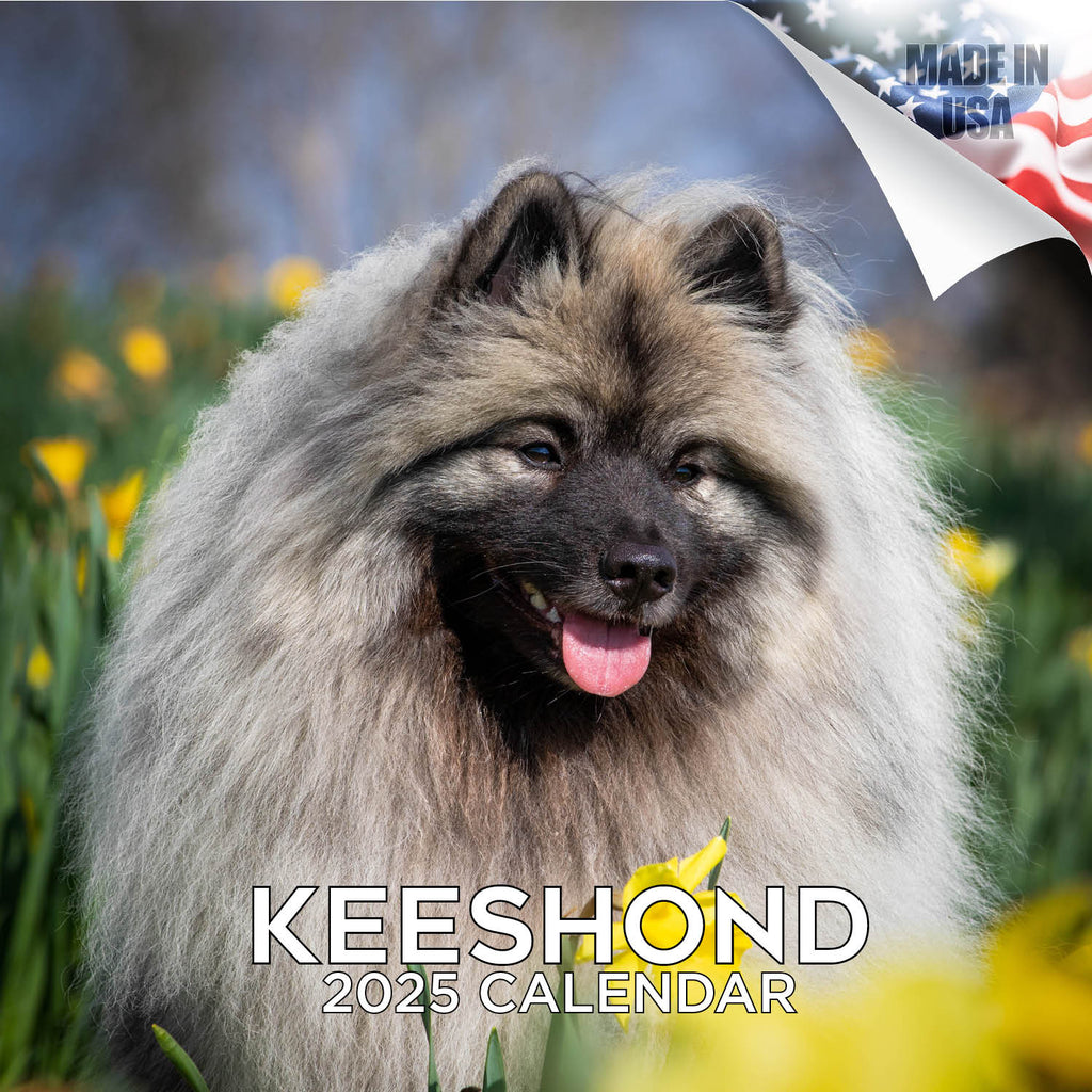 Keeshond Wall Calendar 2025
