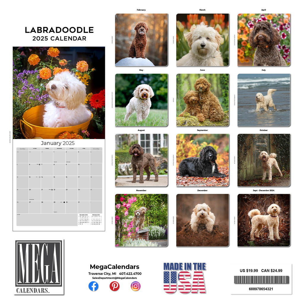 Labradoodle Wall Calendar 2025