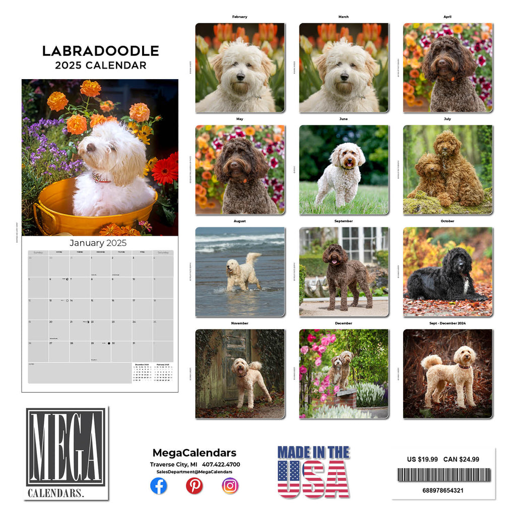 Labradoodle Wall Calendar 2025