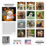 Labradoodle Wall Calendar 2025